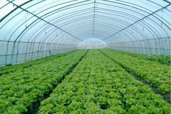 花上的白色蚜虫怎么治好 花盆有小蚜虫快速消灭的方法?