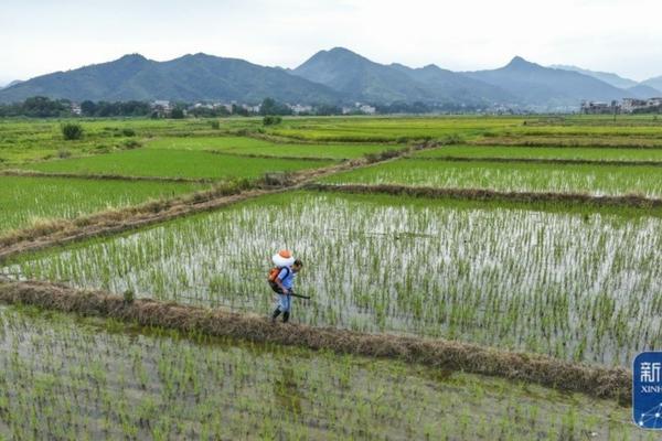 番荔枝种植技术——从选地到养护的全面指南