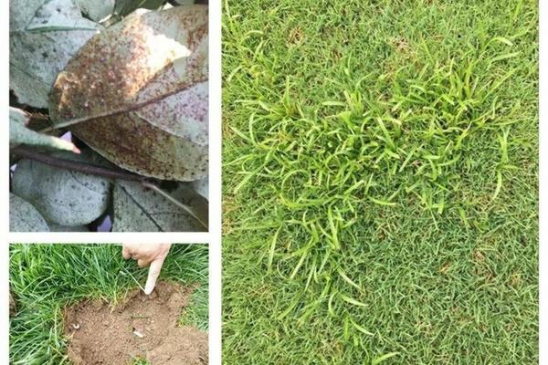 红树莓什么时间栽合适活 树莓种植几年结果?