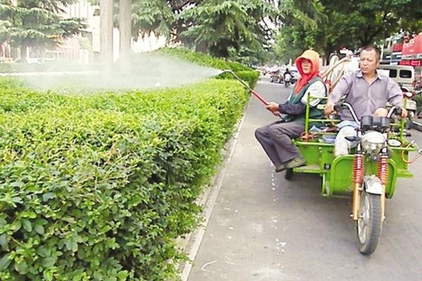 青梅熟了叫什么 酸梅果子图片