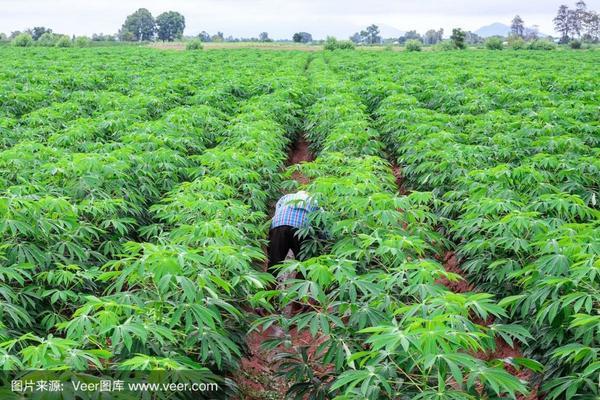 除草剂和柴油的比重一样吗 大树烂根剂使用方法?