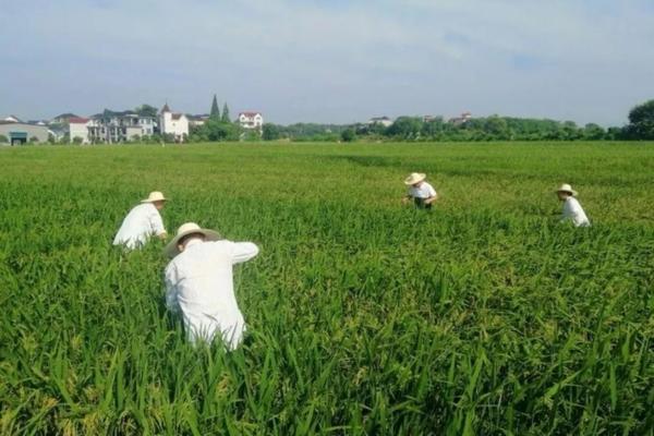 仓鼠公母区分图片 如何让仓鼠认主人