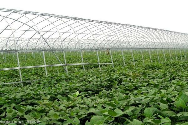 玉米除草剂对下茬影响 黏玉米田苗后专用除草剂