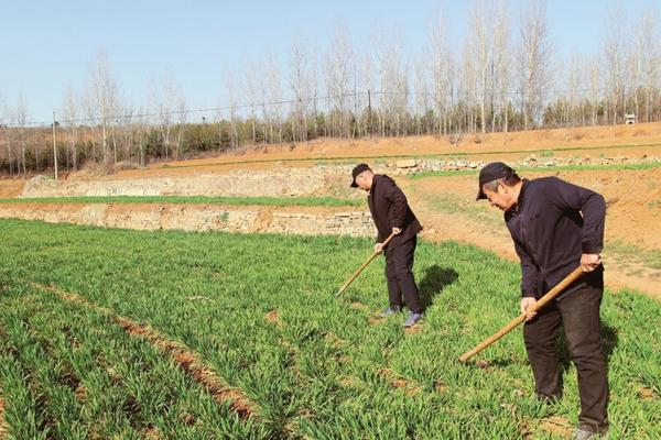 金边阔叶麦冬种植方法 金边阔叶麦冬每平方多少钱