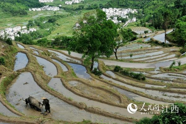 绿萝烂根烂叶是什么原因 绿萝叶子黄,干枯,什么原因?