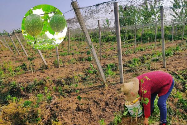 芸苔素与杀菌剂能否混用:安全性、效果及应用建议