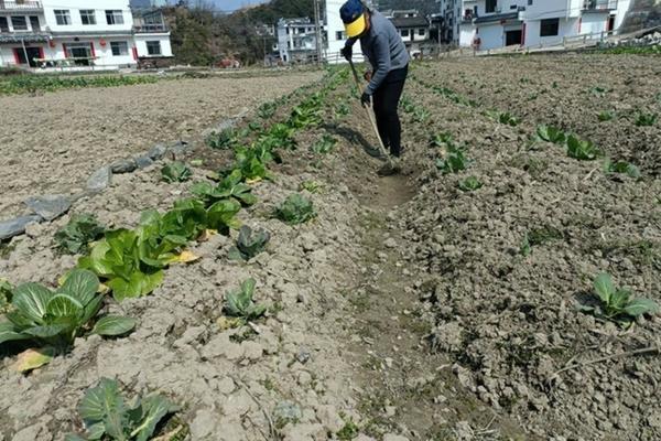 各种农药杀虫剂大全 杀虫剂品牌十大排名