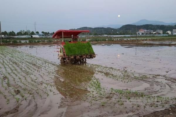 可爱的多肉植物 可爱玫瑰多肉室内好养吗?