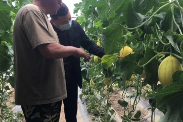 除韭菜地里杂草用什么除草剂效果好 最好玉米水田水韭菜最好药物除草剂？