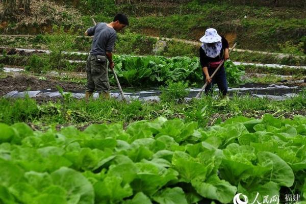 怎样让枣树上的枣更甜有水分 脆枣如何能变甜?