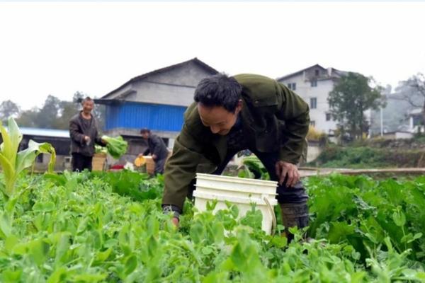 除蜜蜂用什么杀虫剂好 巢虫清灭灵可喷在蜂身上吗？