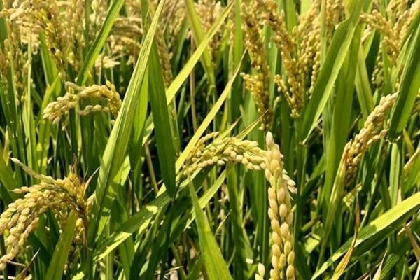 噻虫嗪和吡虫啉复配 噻虫嗪和吡虫啉可以一起使用吗