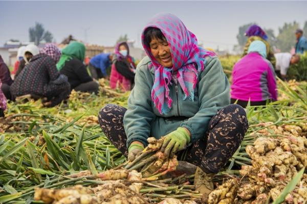大棚樱桃怎样预防落果 樱桃树幼果期打什么药?