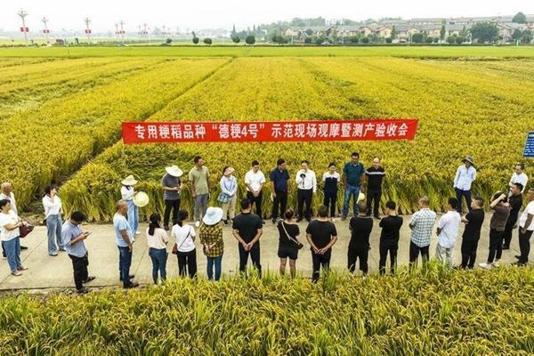 先正达爱苗能在马铃薯上用吗 金银花春天落叶怎么回事？