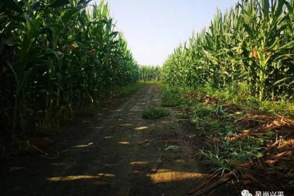 为什么苹果打汁是红的 红肉苹果果实小时候是什么色?