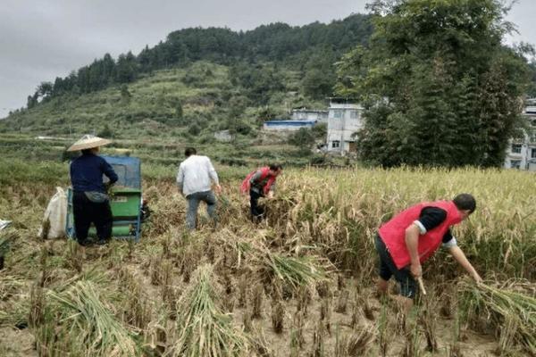 用多菌灵怎么给土消毒 多菌灵能直接用手吗