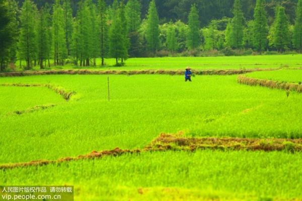 吡虫啉和毒死蜱能否混用?详解使用注意事项与正确方法