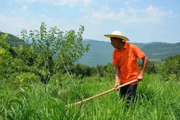 多菌灵浇多肉会烧根吗？解析使用注意事项与正确方法