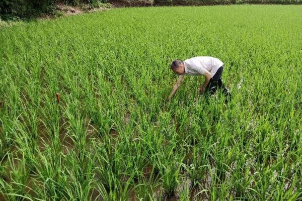 树干涂白剂报价表 果树涂白剂最佳配方和时间?