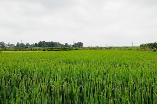 紫薇花紫色品种图片 紫薇什么品种名贵花好看