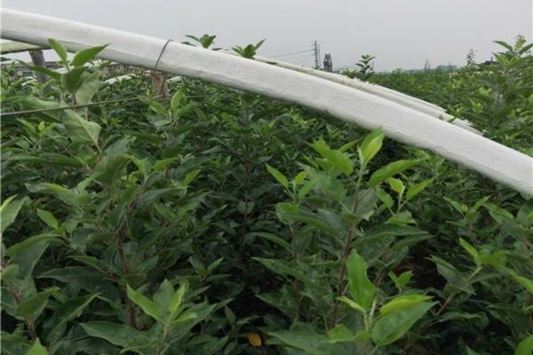 多菌灵复配代森锰锌作用 代森锰锌能与多菌灵合用吗