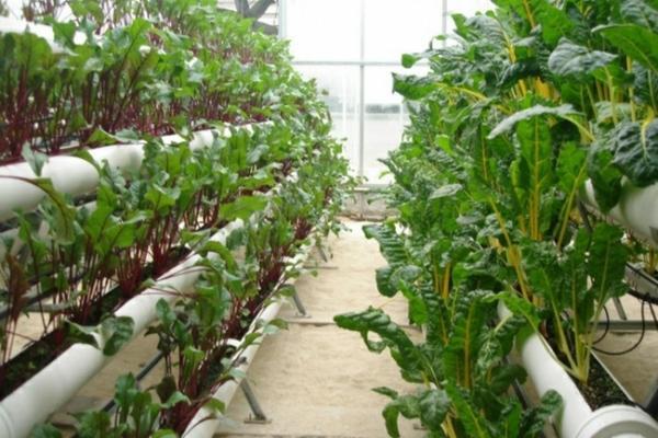 沙糖桔优质种植技术与管理办法