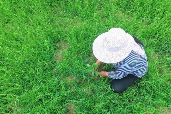油菜田苗后阔叶除草剂应用指南