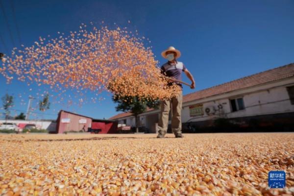 兰花换盆前需要多菌灵泡根吗 兰花换盆没有多菌灵用什么代替？