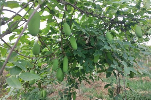 探索无草栽培:无需除草的作物种植技术