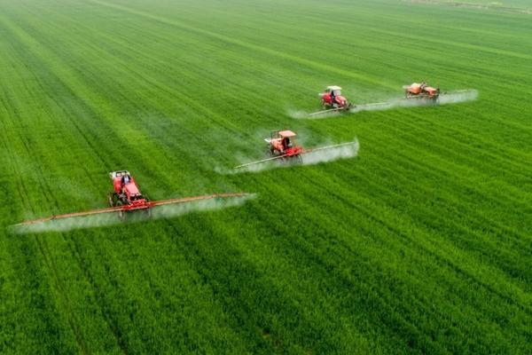 黑树莓种植技术和管理 双季红树莓哪个品种好
