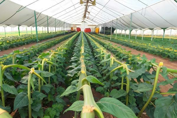注射用苄星青霉素用多少盐水稀释 注射用苄星青霉素图片