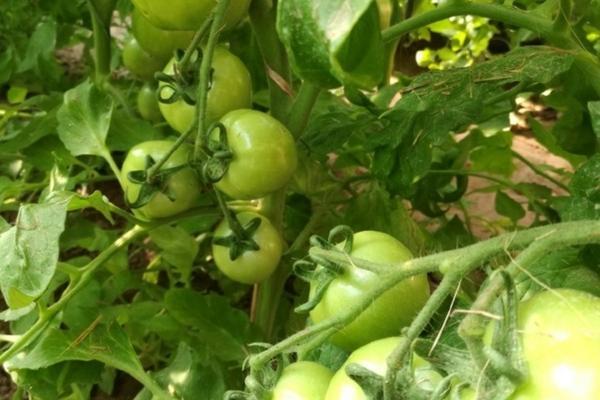 菠菜上蚜虫怎治 菠菜刚、出地被什么虫咬断的原因?