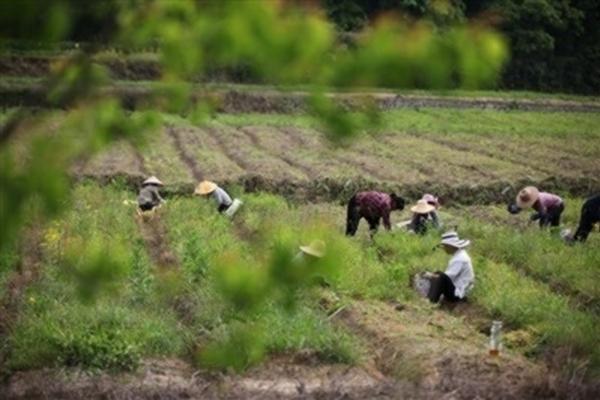 先正达研发投入方案 先正达阿勇组合产品是什么？