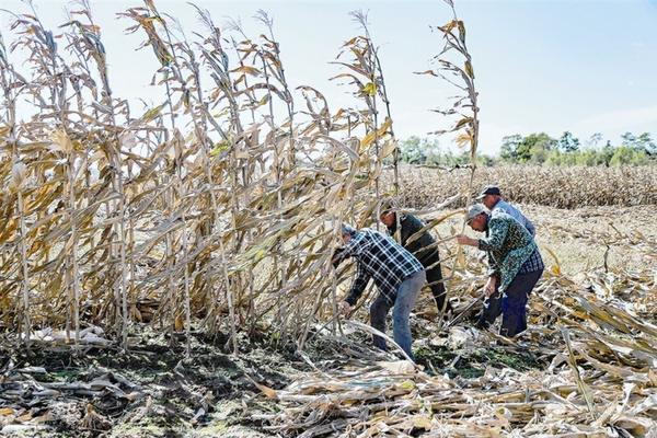 吡虫啉毒性安全界限研究及其在实际应用中的重要性