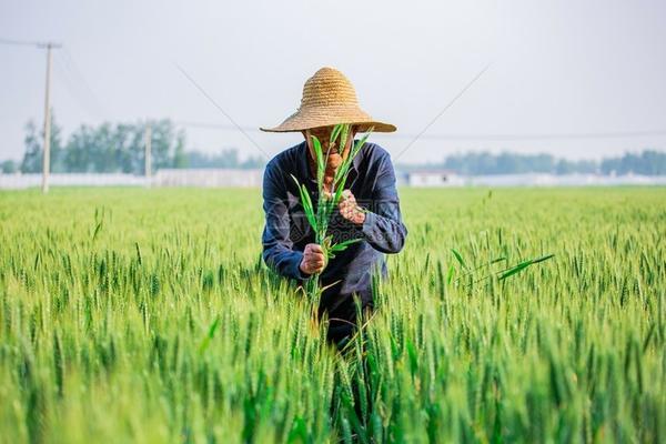 多菌灵溶液能否用于浇花:解析使用注意事项与效果
