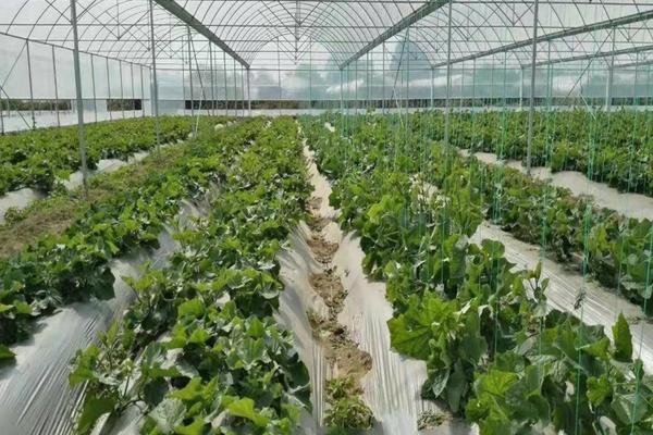 月季扦插多菌灵悬浮剂用法 40%苯醚甲环唑兑水比例?