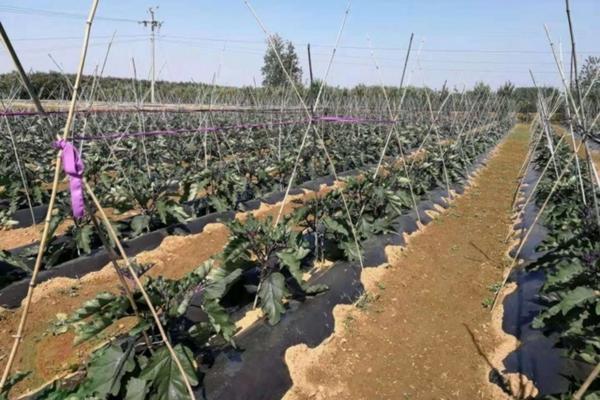 国光生根粉的使用方法 水杨梅怎么移植到沉木上?