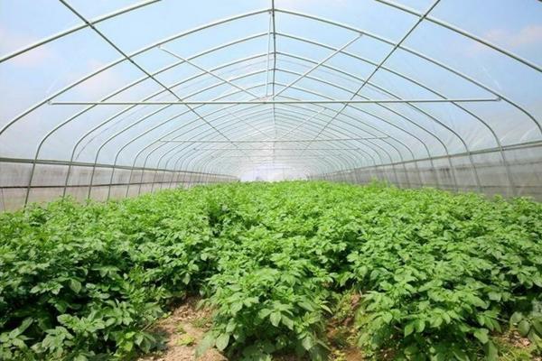 什么牌子小麦除草剂好些 冬前小麦除草剂用那一种好？