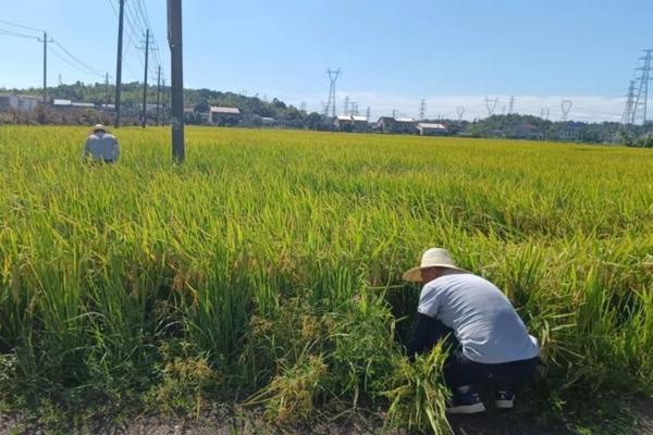 打了除草剂的喷雾器可以打西瓜吗 如何缓解西瓜苗除草剂的药害怎么办？