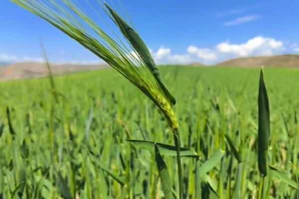 多菌灵生根粉可以拌土 生根粉可以与多菌灵混用浇茶花吗？