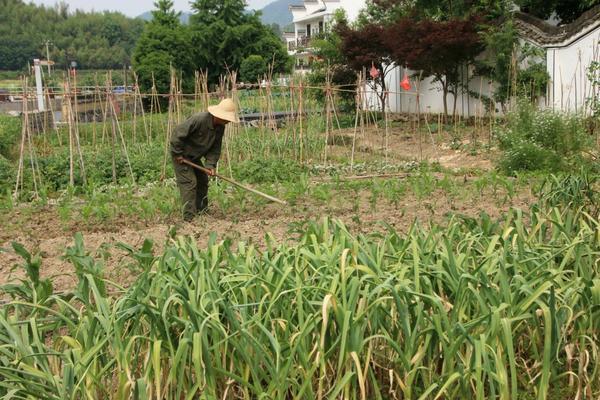 神奇的变色花实验的原理 液体变色实验原理?