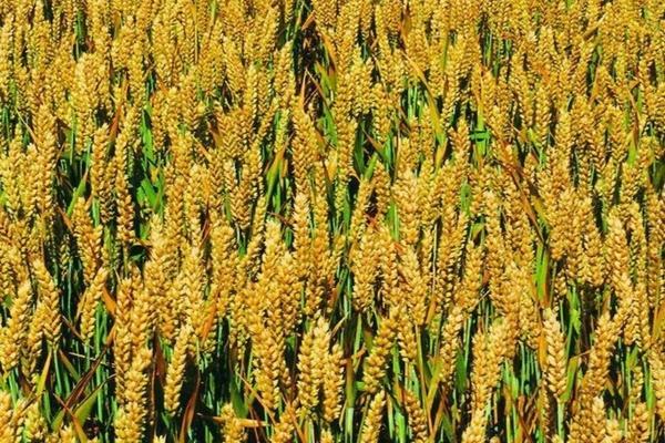 磺酰脲类除草剂中可用于油菜田除草 禾本科杂草用什么除草剂