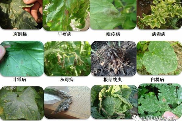 如何用醋代替多菌灵——家庭养花的环保新选择