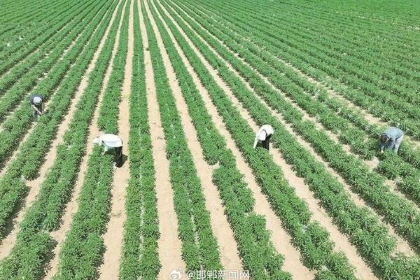 洋葱地里把除草剂打上再盖地膜吗 洋葱啥时候能从地膜里放出来？