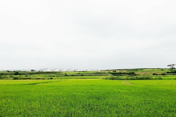 辛硫磷主要杀什么虫 氯氰辛硫磷杀虫效果