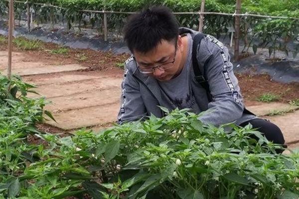柑橘保果用什么肥料——高效、安全、环保的施肥策略探讨