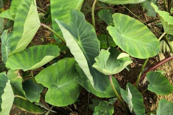 果园除草剂最厉害是哪种品种 玉虎除草剂与钰鼎好哪个效果好？