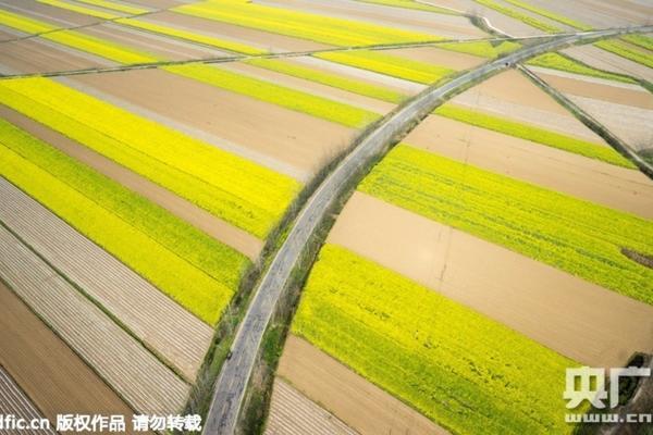 池塘里什么补充句子二年级 夏天的池塘都有什么植物图片