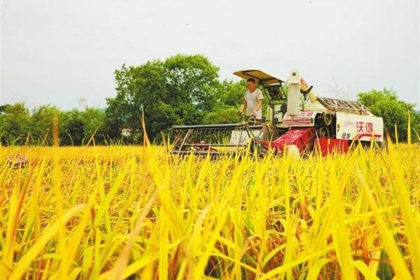怎样养花叶子更亮更绿 一喷绿可以喷所有花草吗?