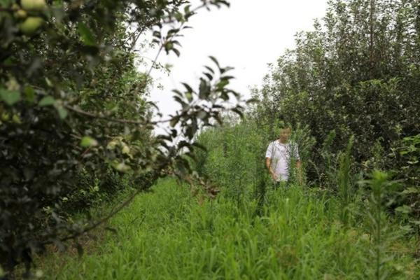 种植技术与栽培技术：深入解析二者的区别与联系
